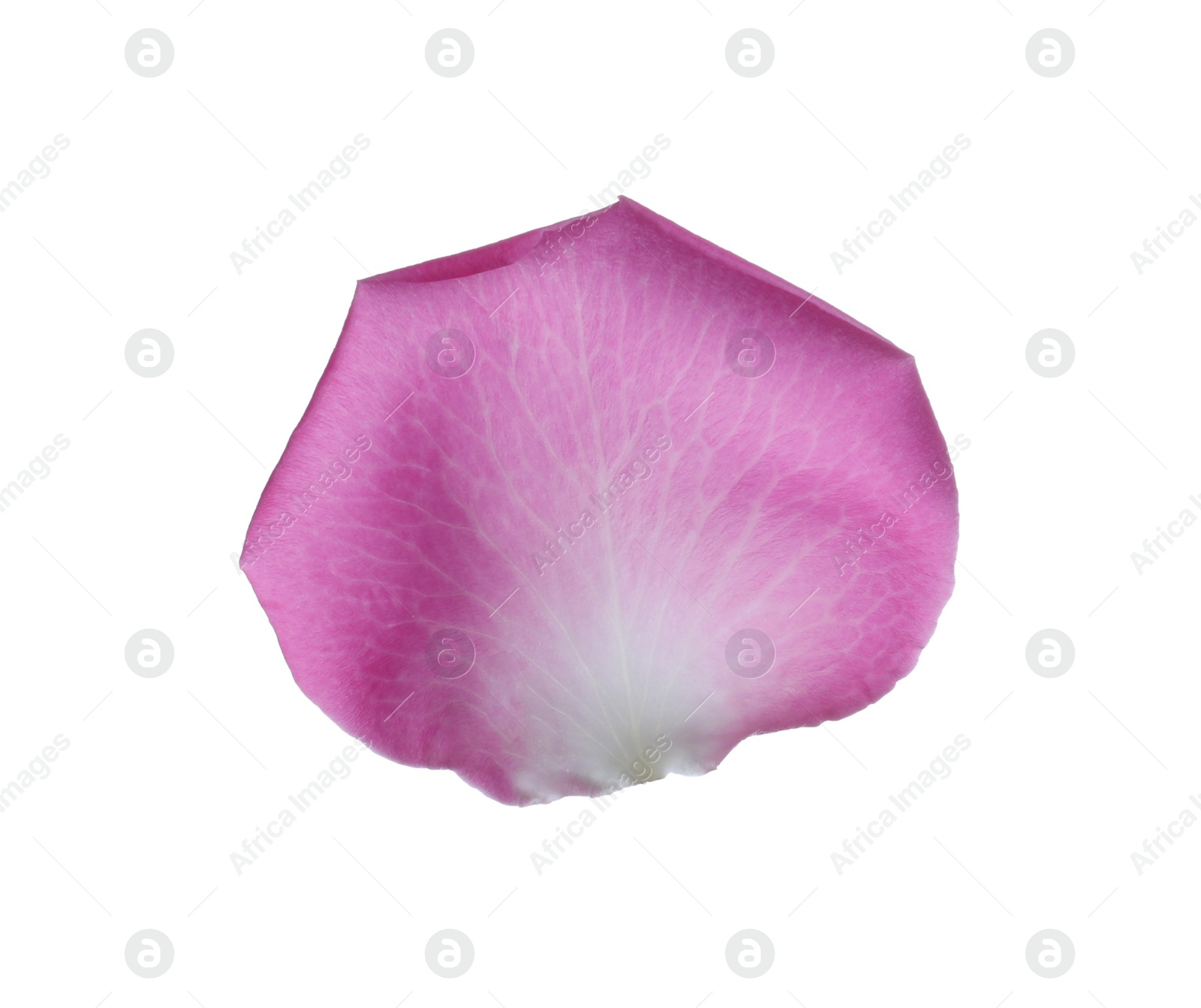 Photo of Pink rose flower petal on white background