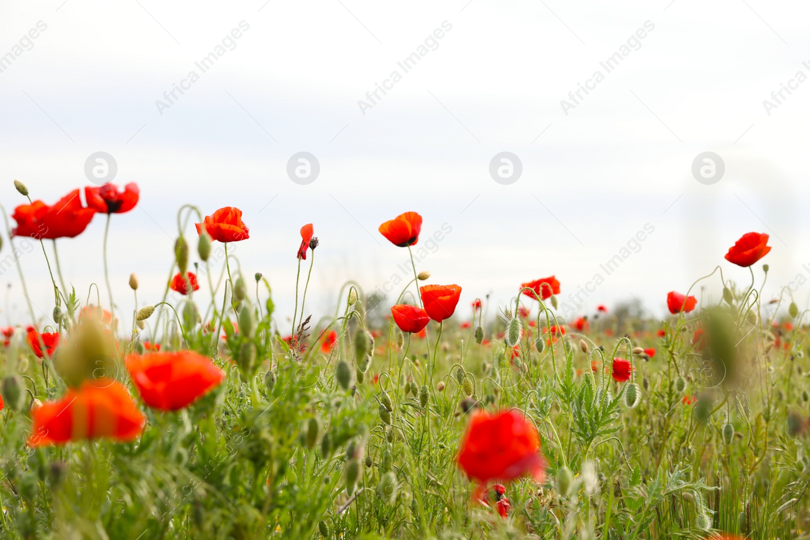 Photo of Beautiful red poppy flowers growing in field