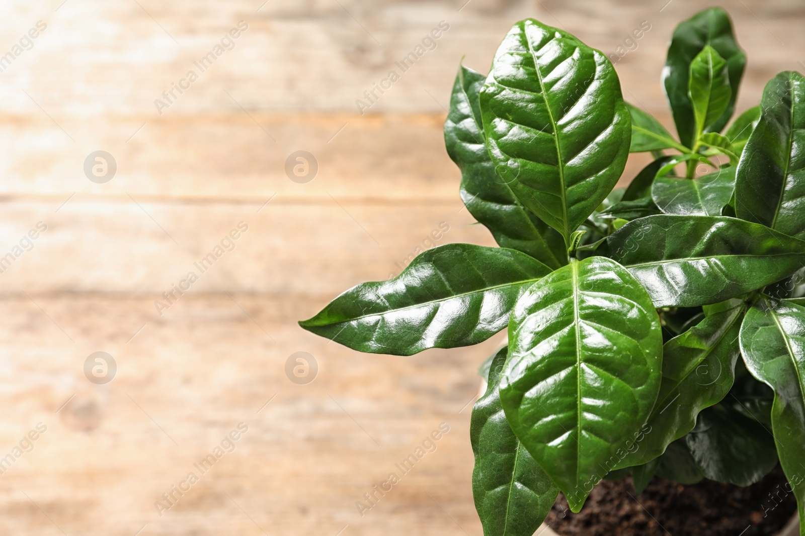 Photo of Fresh coffee green leaves on blurred background, closeup. Space for text