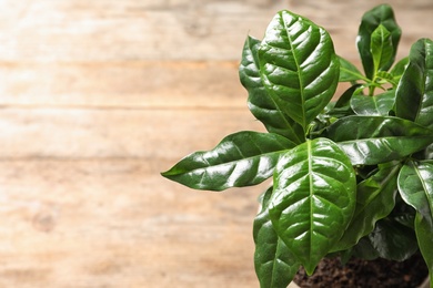 Photo of Fresh coffee green leaves on blurred background, closeup. Space for text