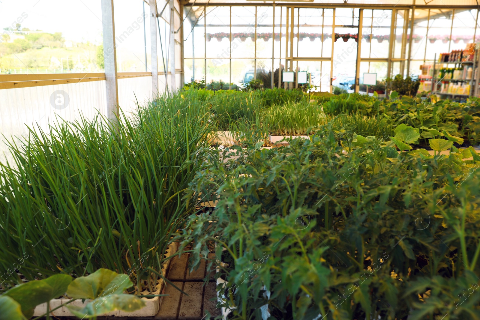 Photo of Many different vegetable seedlings in garden center