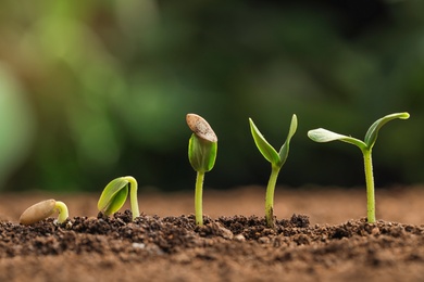 Photo of Little green seedlings growing in fertile soil against blurred background