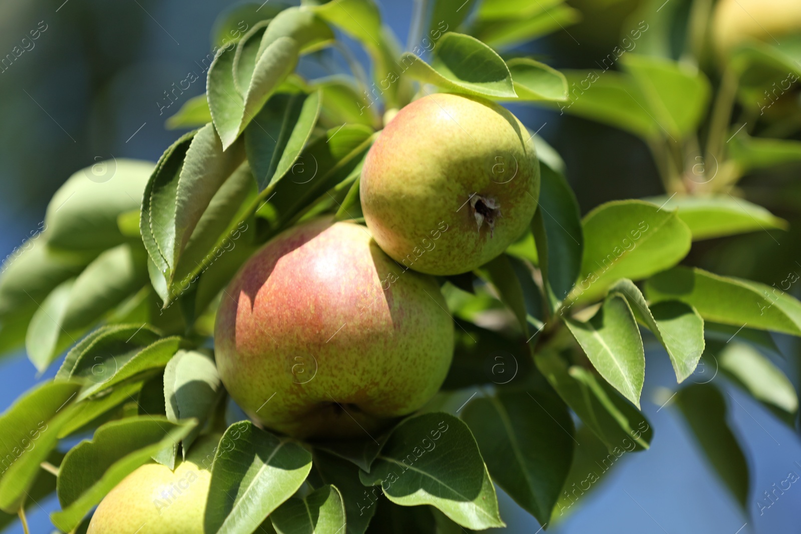 Photo of Branch of tree with pears and foliage in garden