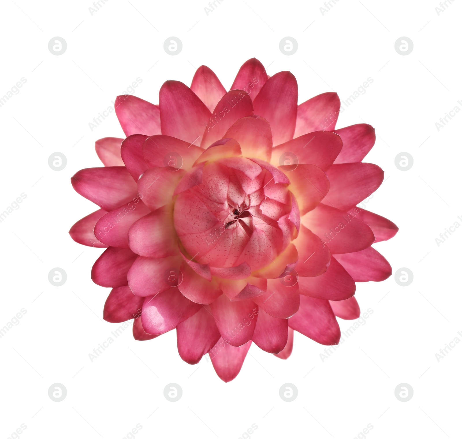 Photo of Beautiful helichrysum flower isolated on white, top view