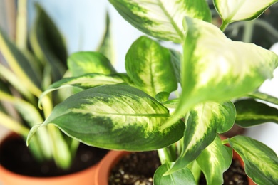 Closeup view of dieffenbachia plant on blurred background. Home decor