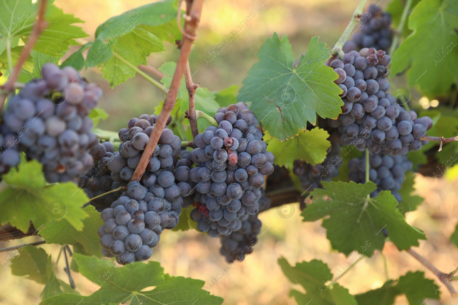 Photo of Delicious ripe grapes in vineyard. Harvest season