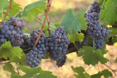Photo of Delicious ripe grapes in vineyard. Harvest season