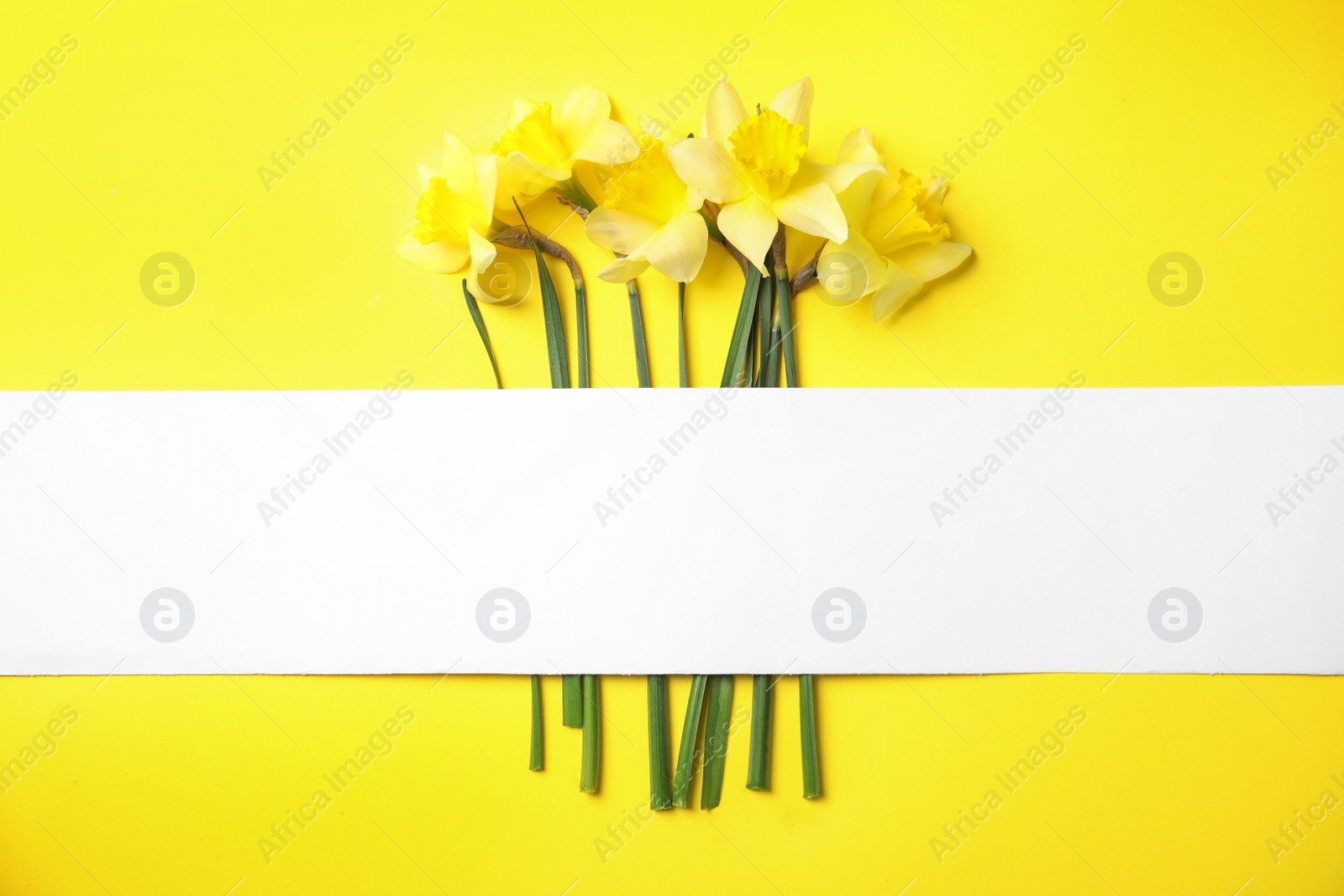 Photo of Flat lay composition with daffodils and space for text on color background. Fresh spring flowers