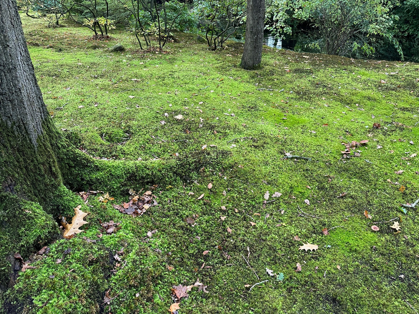 Photo of Bright moss and trees in autumn park