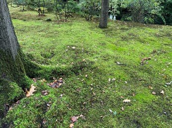 Photo of Bright moss and trees in autumn park