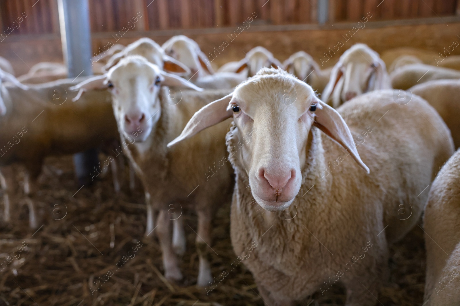 Photo of Many sheep in barn on farm. Cute animals