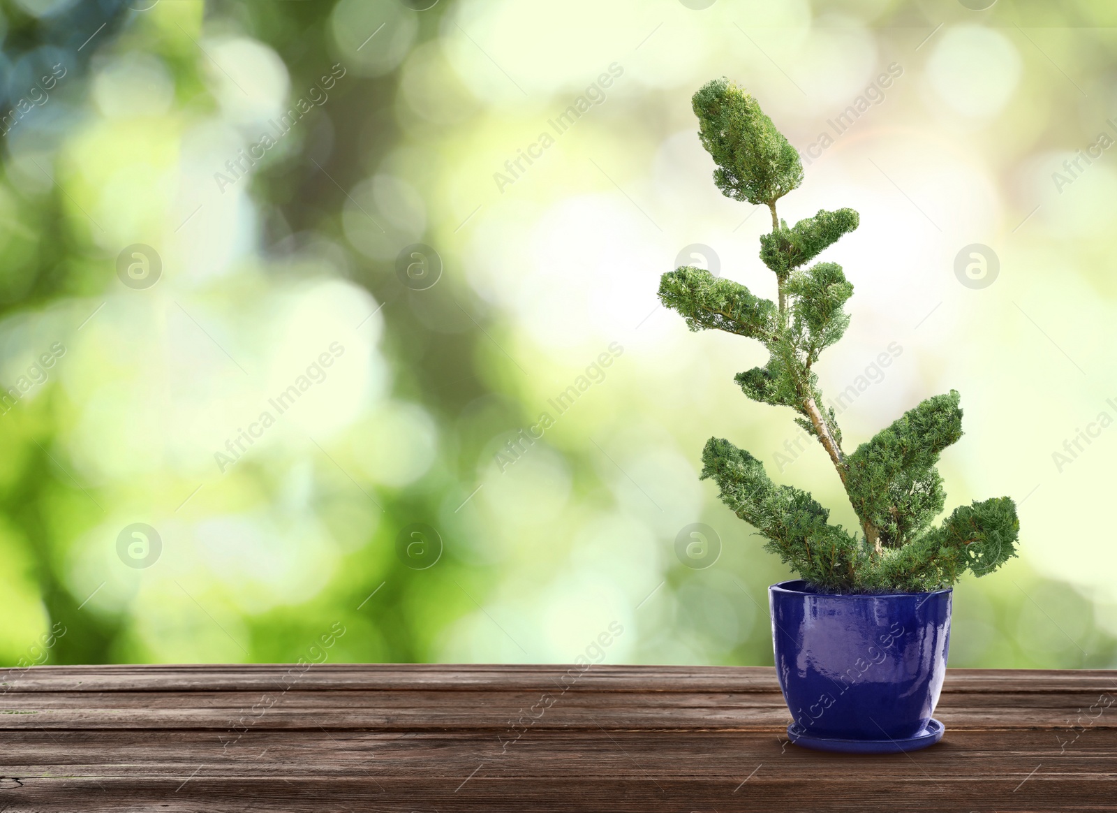 Image of Beautiful bonsai tree in pot on wooden table outdoors. Space for text