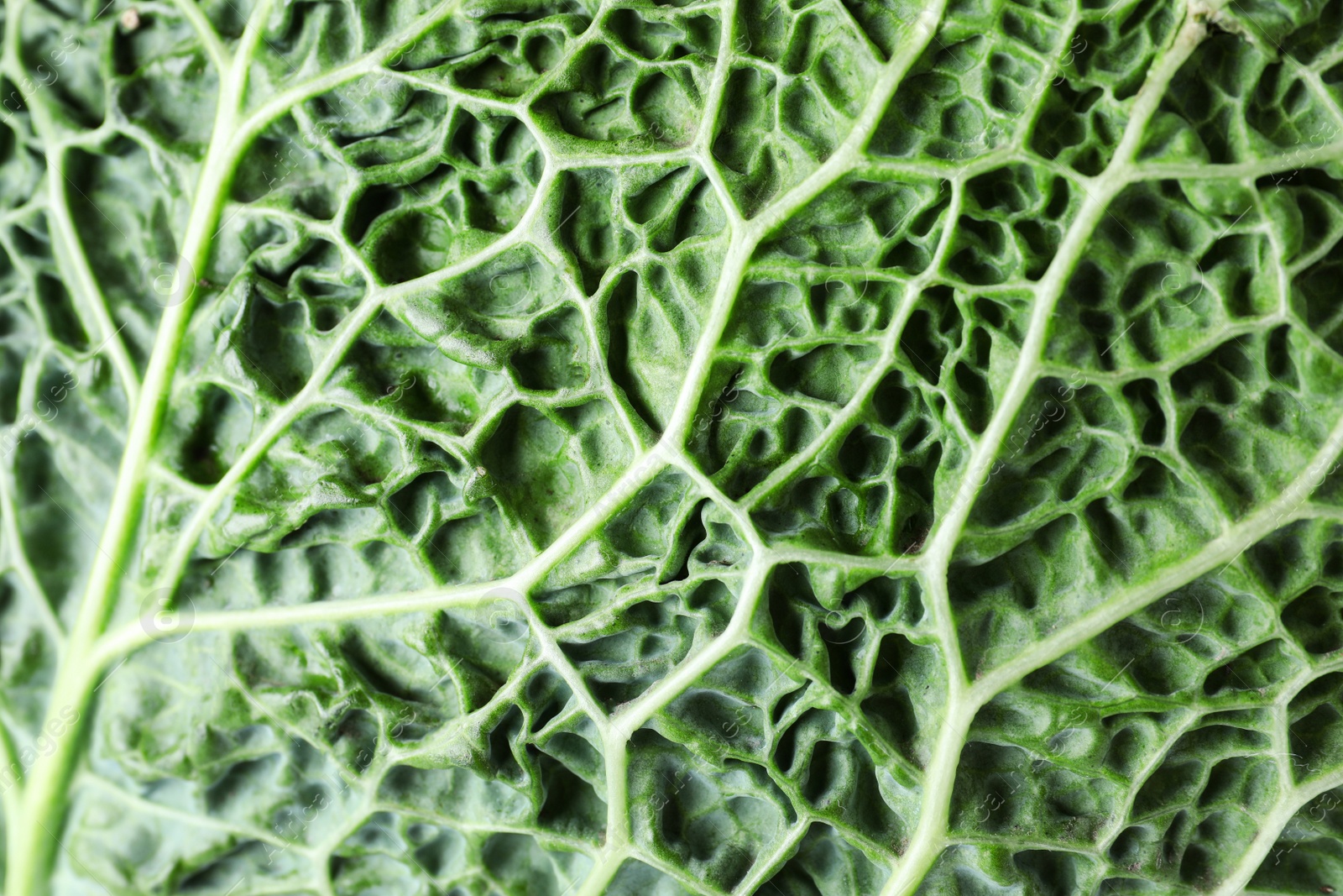 Photo of Savoy cabbage leaf as background, closeup view