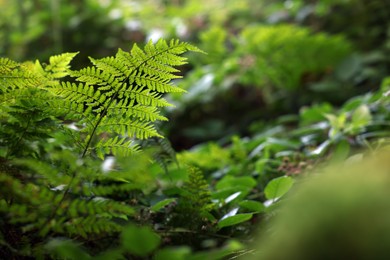 Photo of Beautiful fern with green leaves outdoors. Space for text