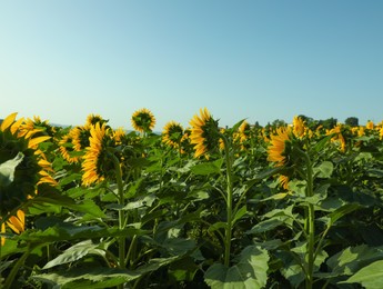 Beautiful sunflowers growing in field under blue sky, space for text