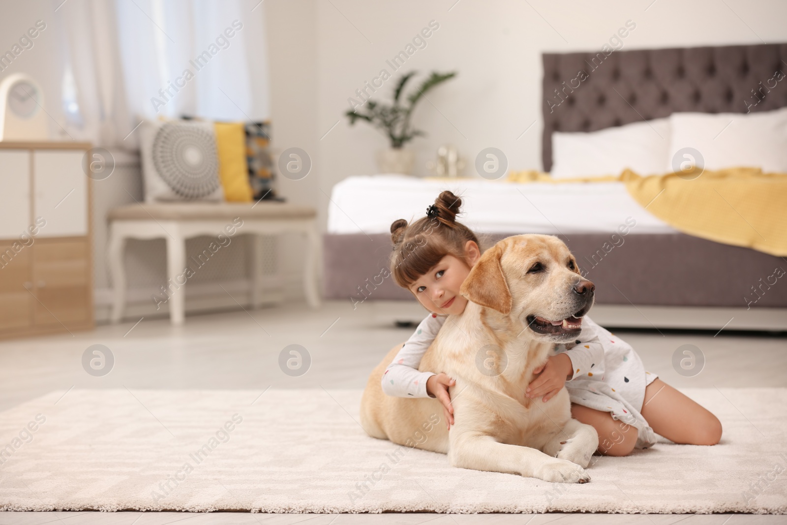 Photo of Adorable yellow labrador retriever and little girl at home