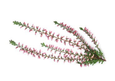 Photo of Branch of heather with beautiful flowers isolated on white