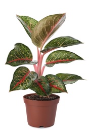 Beautiful Aglaonema plant in flowerpot isolated on white. House decor