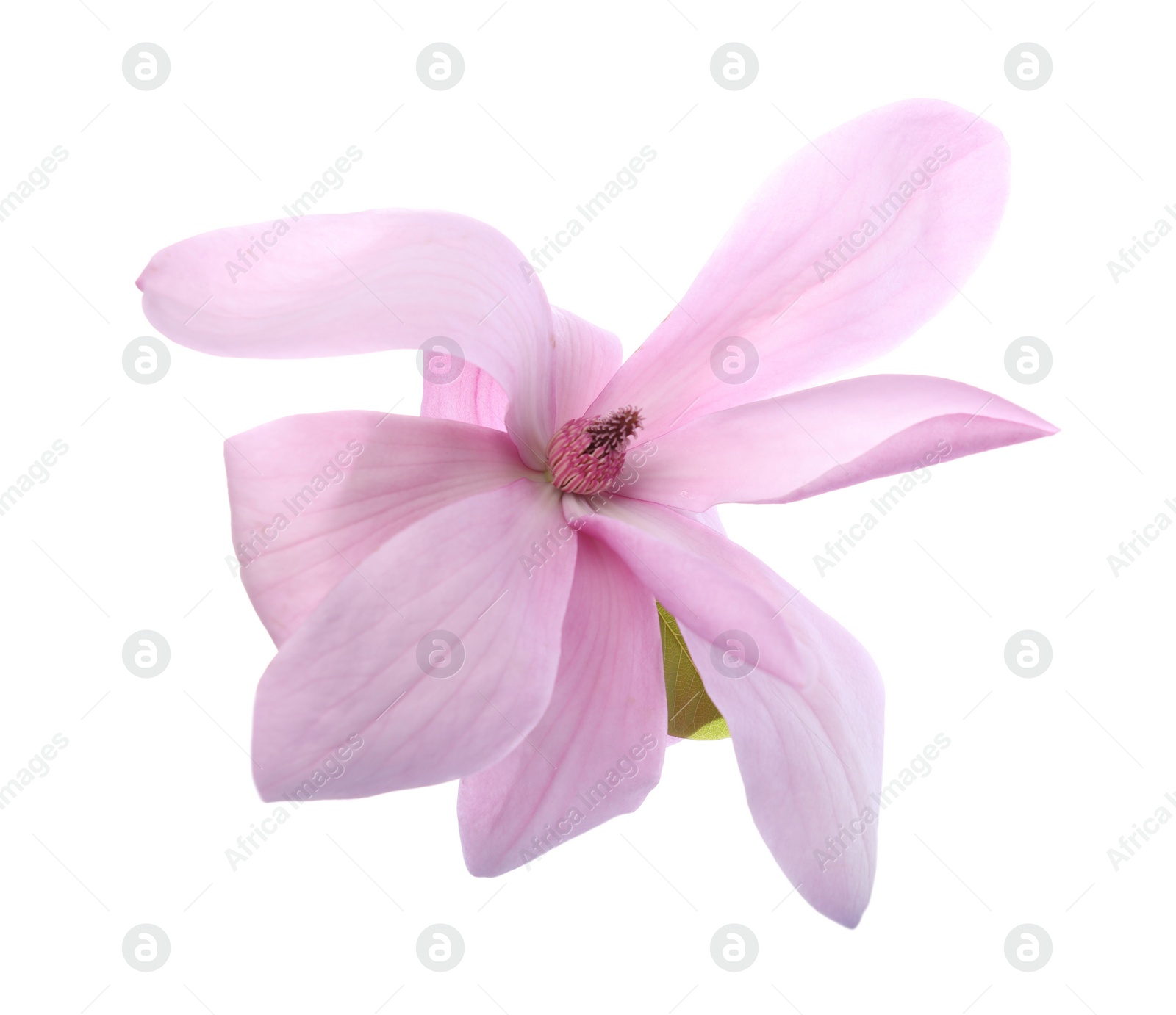 Photo of Beautiful pink magnolia flower isolated on white