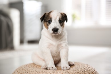 Photo of Cute little puppy sitting on wicker pouf indoors
