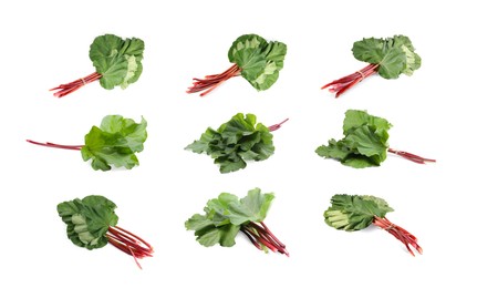 Image of Set with fresh rhubarb stalks with leaves isolated on white