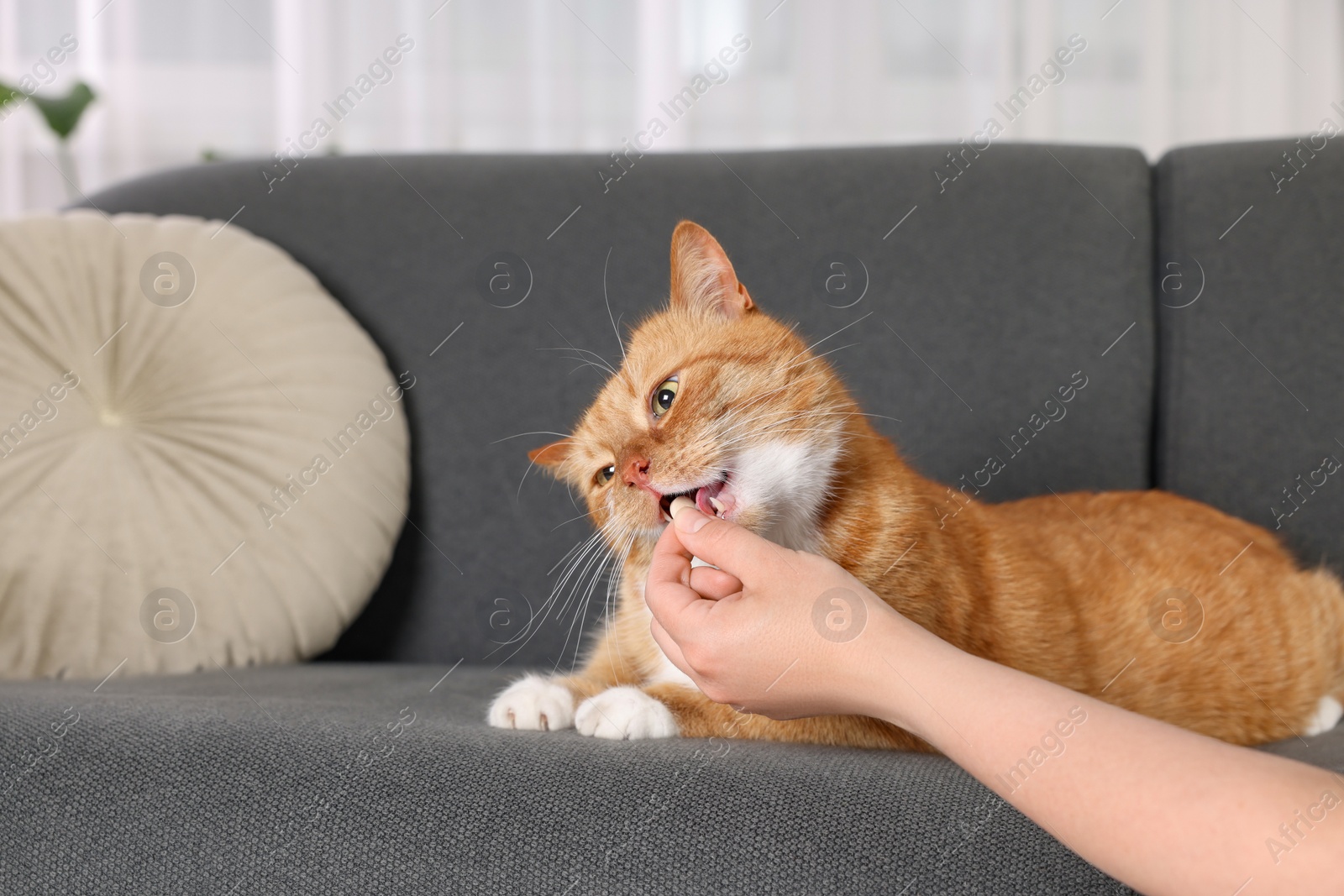 Photo of Woman giving vitamin pill to cute ginger cat on couch indoors, closeup