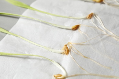 Photo of Young seedlings on paper napkin, closeup. Laboratory research
