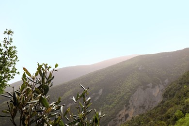 Photo of Picturesque view of green forest in mountains