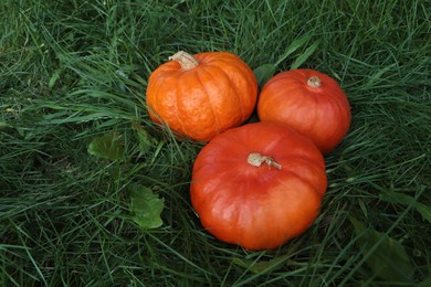 Whole ripe orange pumpkins among green grass outdoors. Space for text