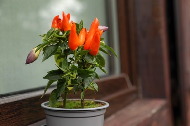 Photo of Capsicum Annuum plant. Potted rainbow multicolor chili peppers near window outdoors, space for text