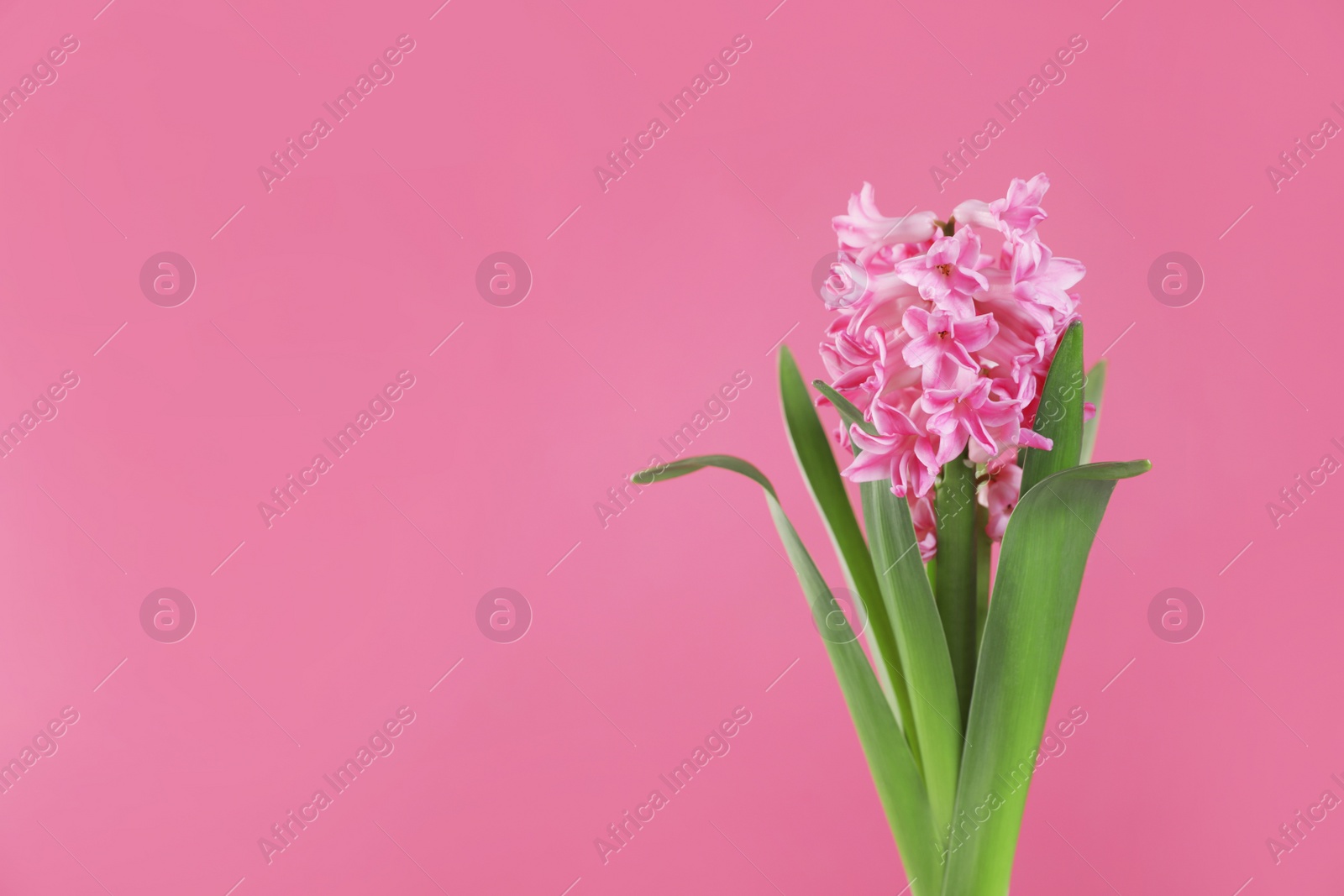 Photo of Beautiful hyacinth on color background, space for text. Spring flower