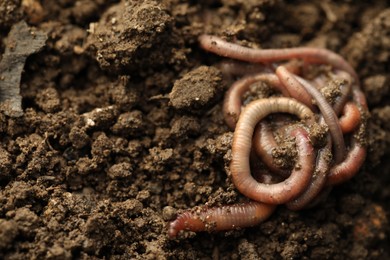 Photo of Many worms in wet soil, closeup. Space for text