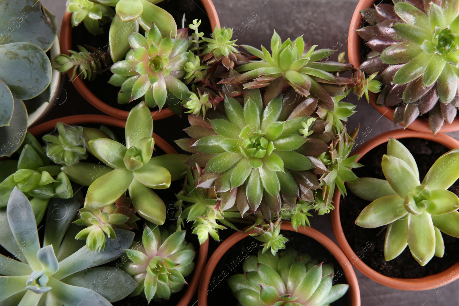 Photo of Many different echeverias on table, flat lay. Beautiful succulent plants