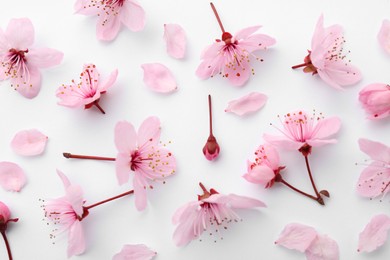 Photo of Beautiful spring tree blossoms and petals on white background, flat lay