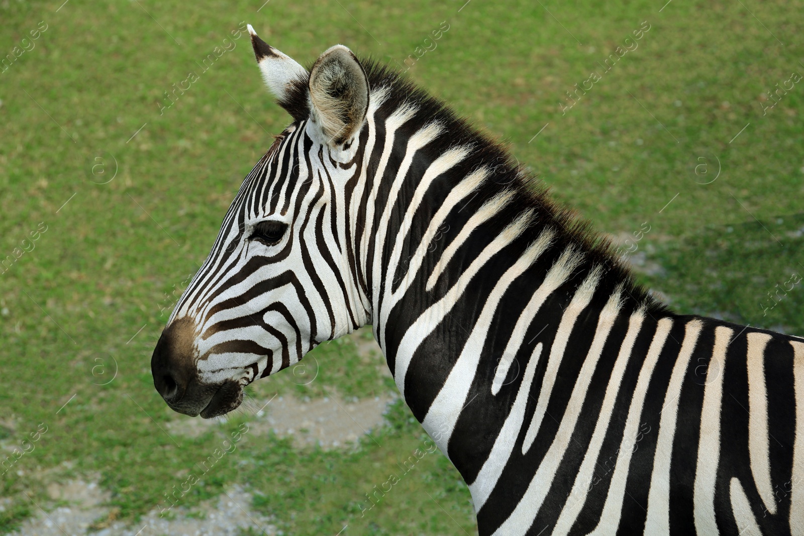 Photo of Beautiful striped African zebra in safari park