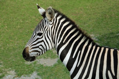 Photo of Beautiful striped African zebra in safari park