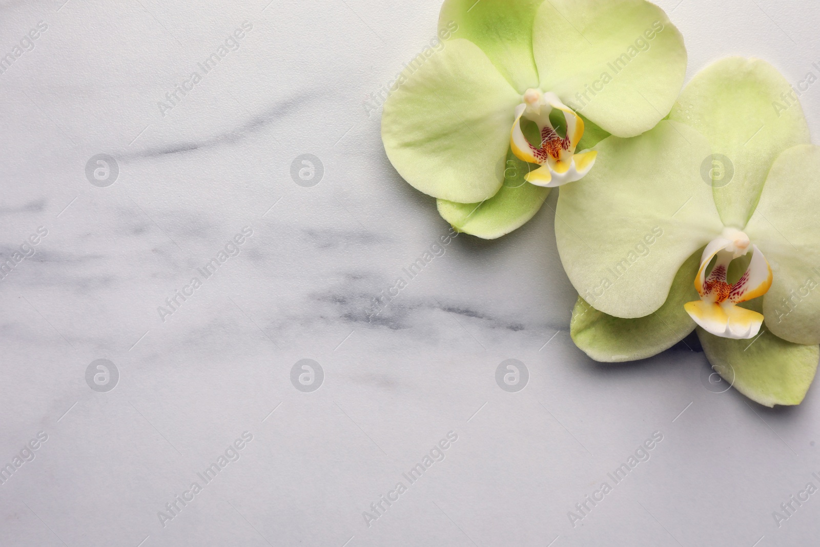 Photo of Beautiful orchid flowers on white marble table, flat lay. Space for text