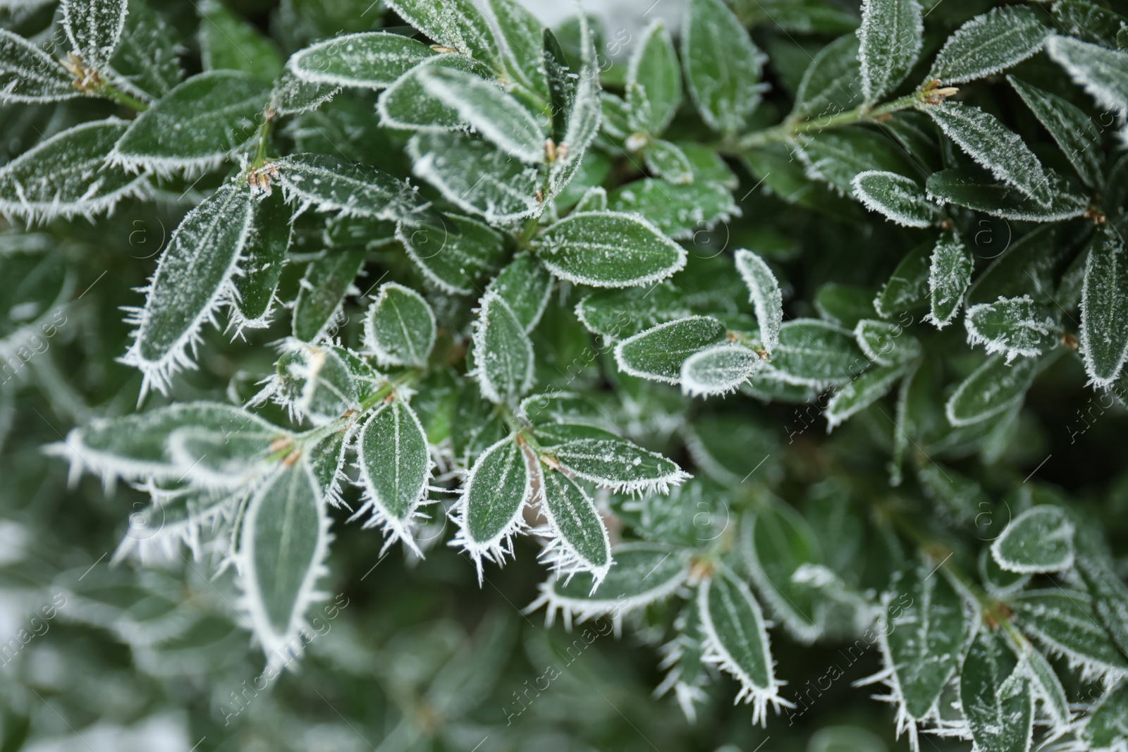 Photo of Bush leaves covered with hoarfrost outdoors on cold winter morning, closeup