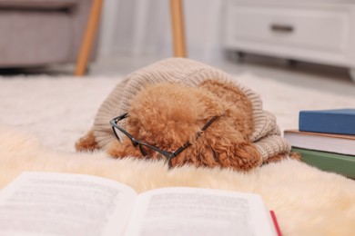 Cute Maltipoo dog in knitted sweater and glasses near books at home. Lovely pet