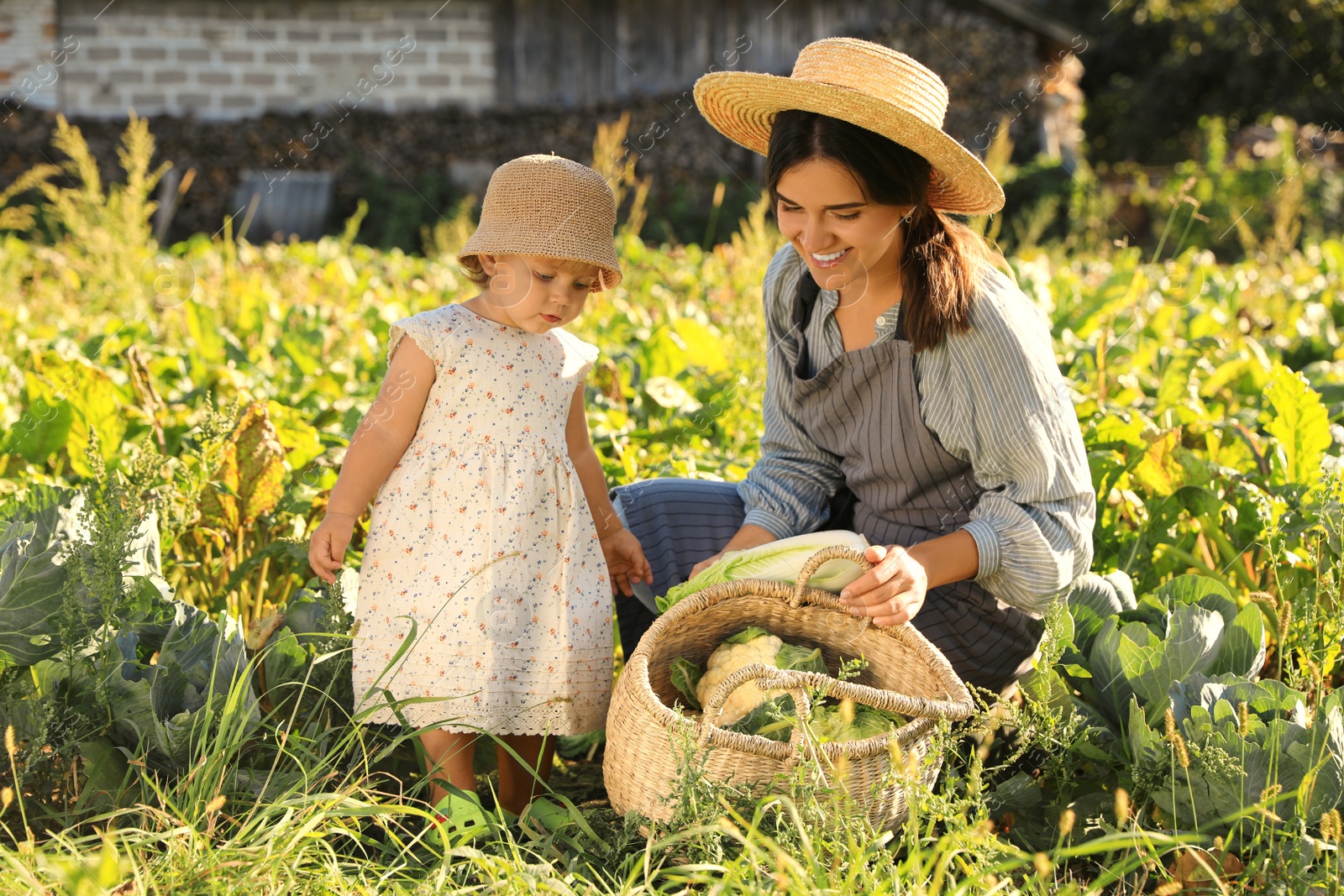 Photo of Mother and daughter harvesting fresh ripe cabbages on farm