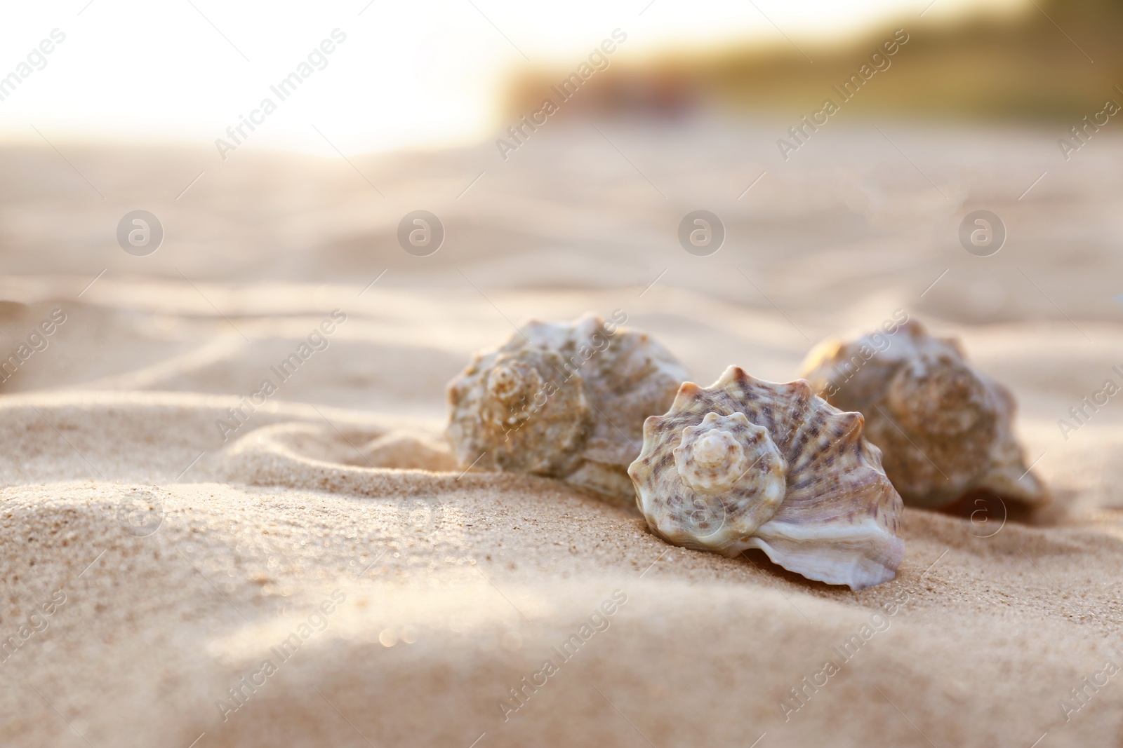 Photo of Different seashells on sandy beach. Space for text