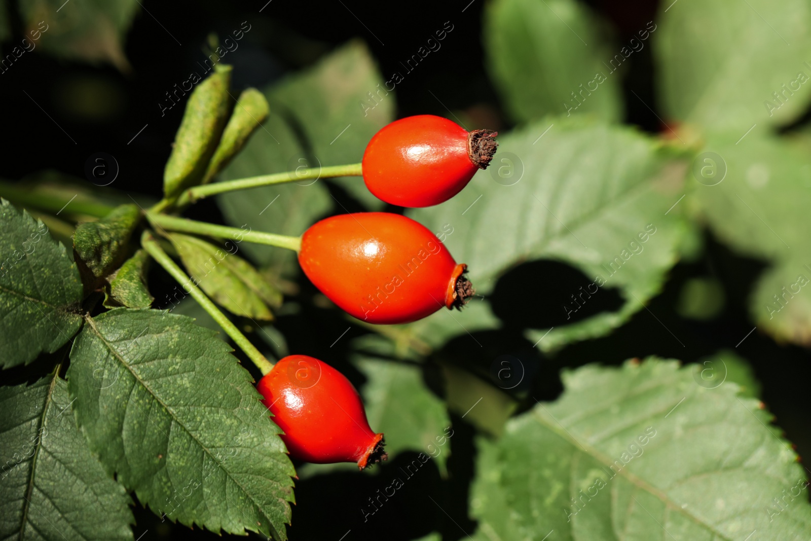 Photo of Rose hip bush with ripe red berries outdoors, closeup