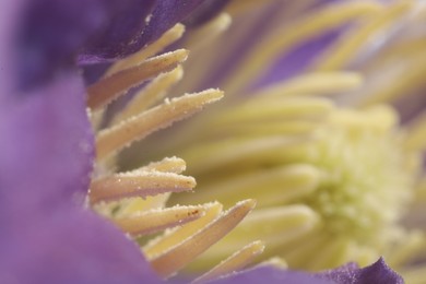 Photo of Beautiful purple Clematis flower as background, macro view