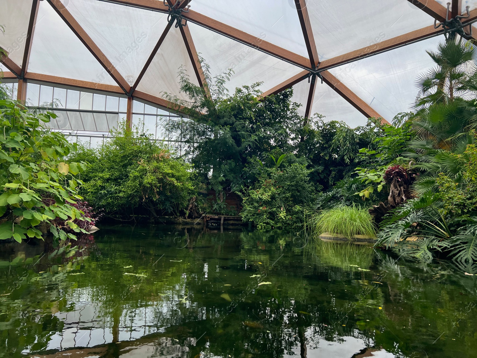 Photo of Different tropical plants near pond in greenhouse