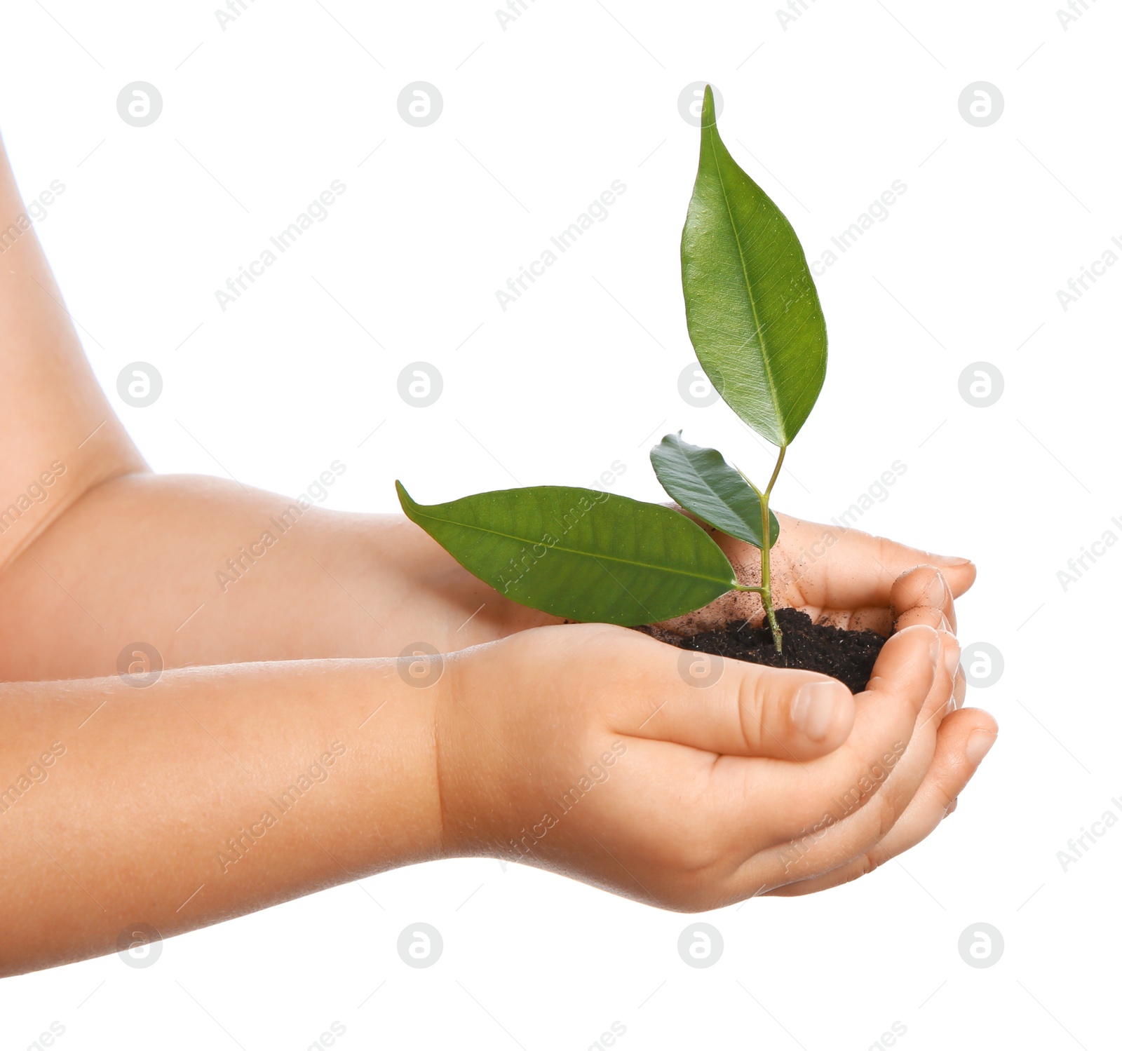 Photo of Child holding soil with green plant in hands on white background