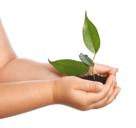 Child holding soil with green plant in hands on white background