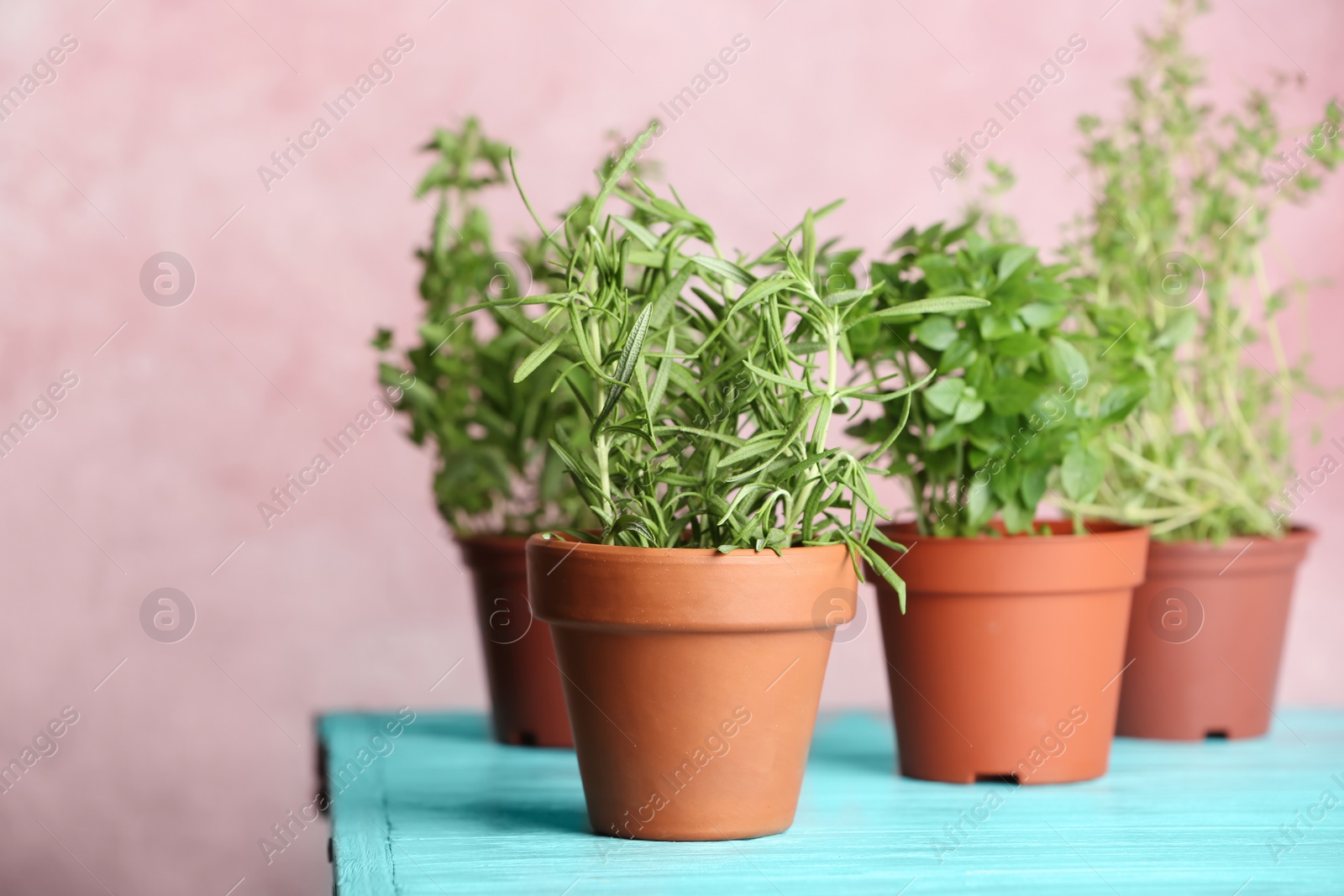 Photo of Pots with fresh rosemary on table against color background