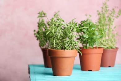 Photo of Pots with fresh rosemary on table against color background