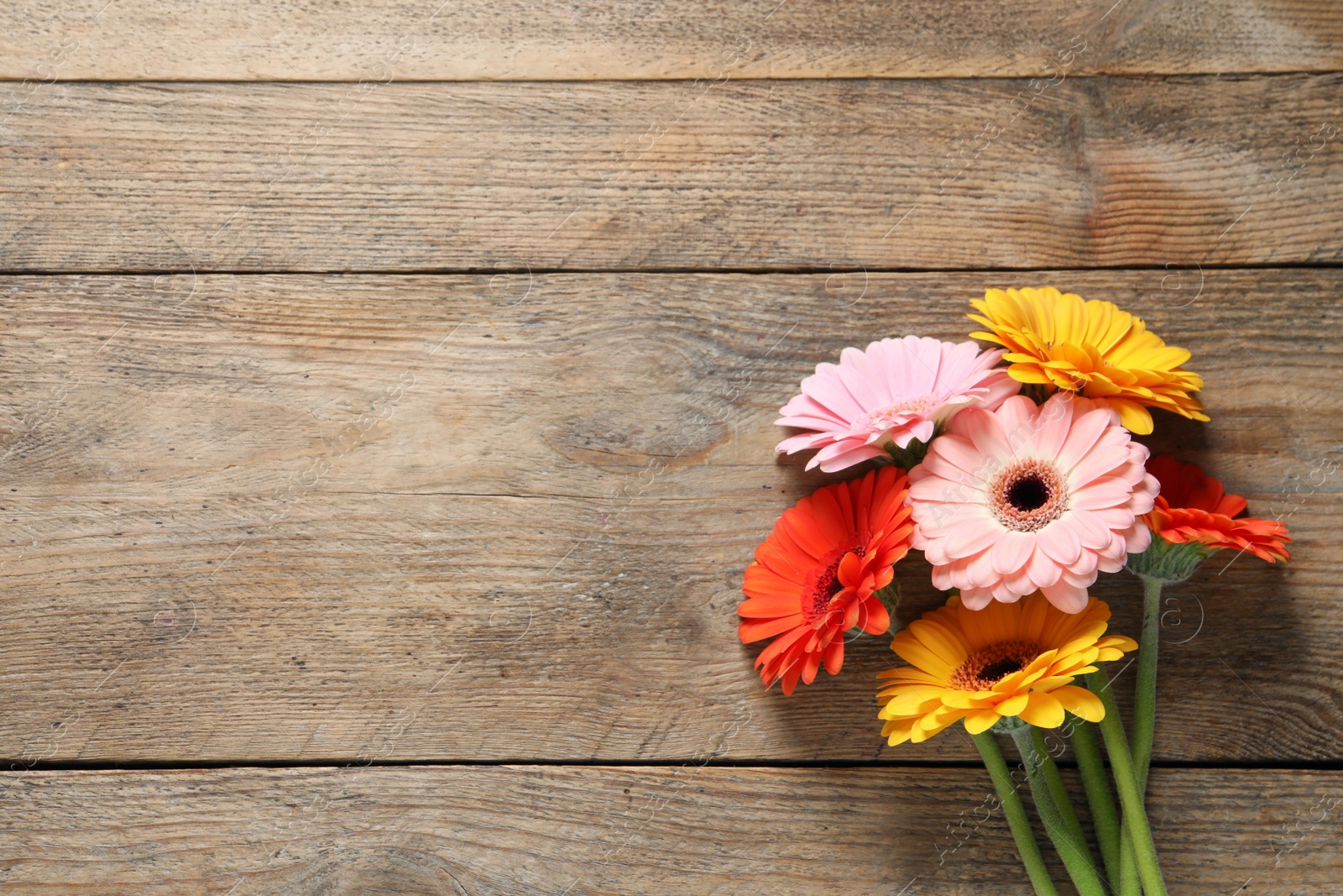 Photo of Beautiful colorful gerbera flowers on wooden table, flat lay. Space for text