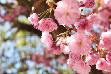 Photo of Beautiful blooming sakura outdoors on sunny spring day, closeup